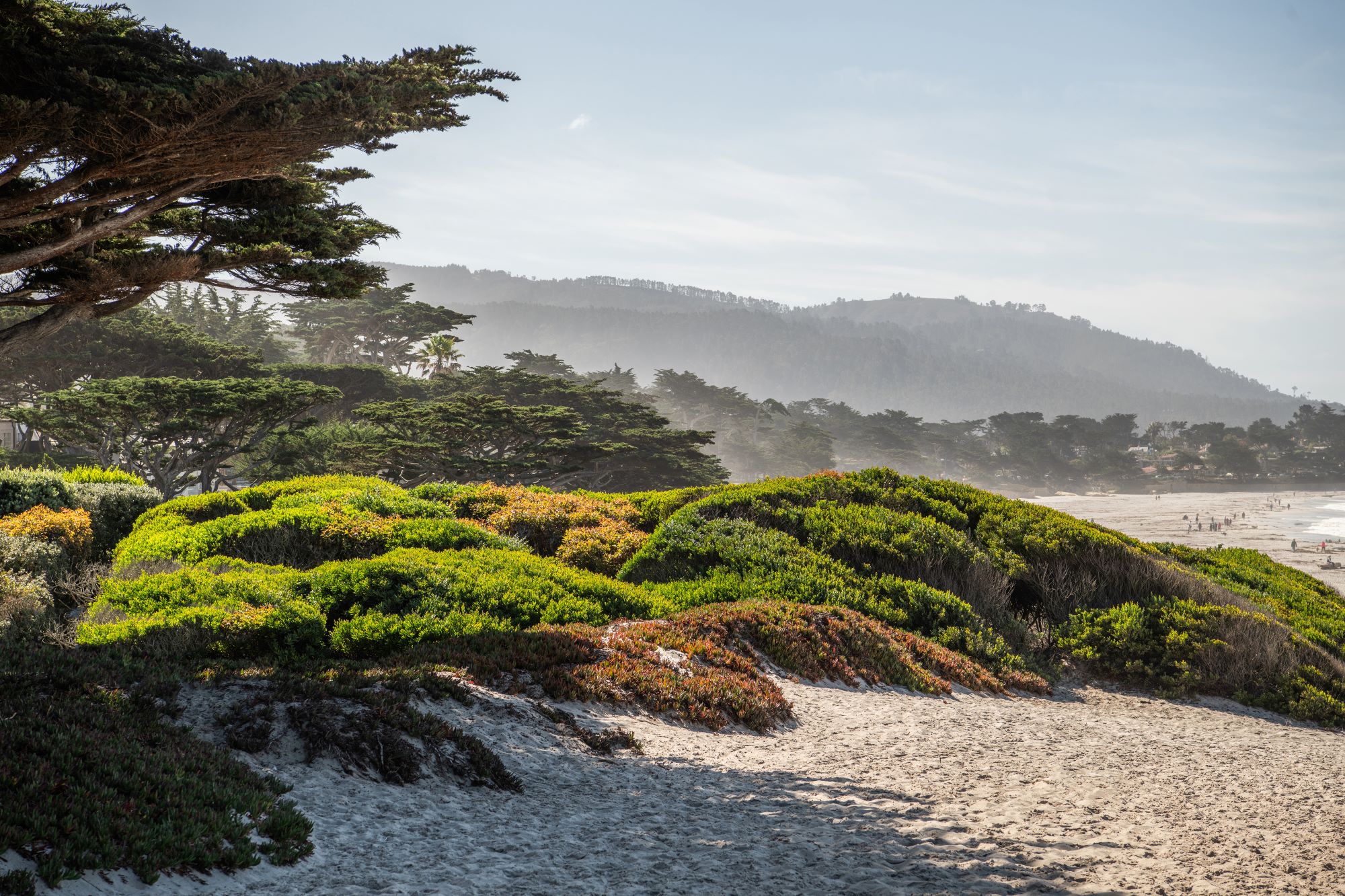 a beach in carmel-by-the-sea