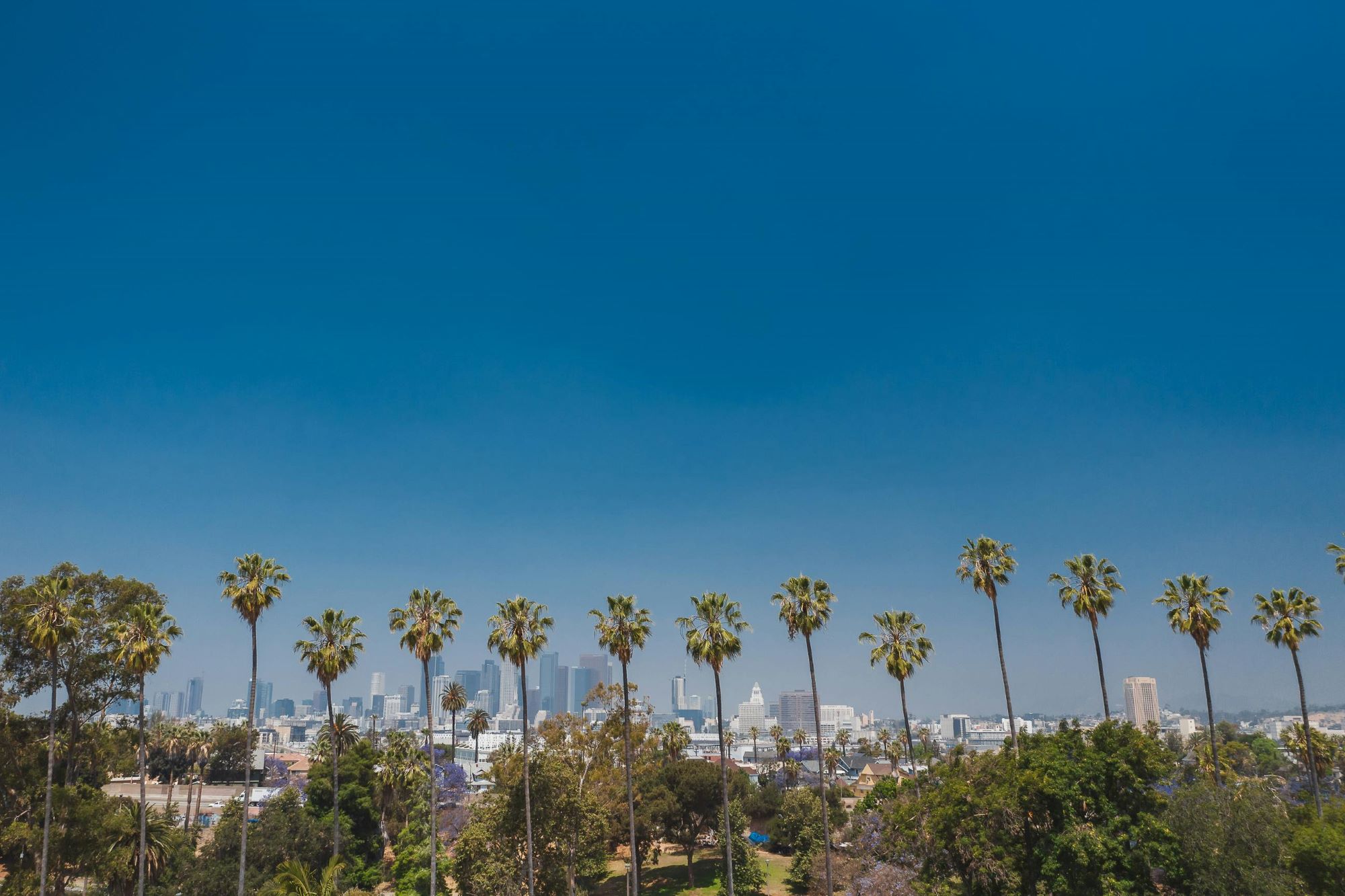 a row of palm trees in south california